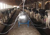 Sala de ordeño de la vaca/de la cabra de la tubería con un conducto del transporte de la leche