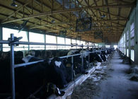 Sala de ordeño de la vaca/de la cabra de la tubería con un conducto del transporte de la leche